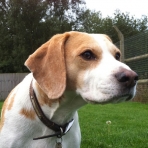 Silver Birch Kennels & Cattery