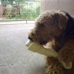 Crumble enjoying his bone