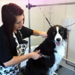 Flossie being pampered